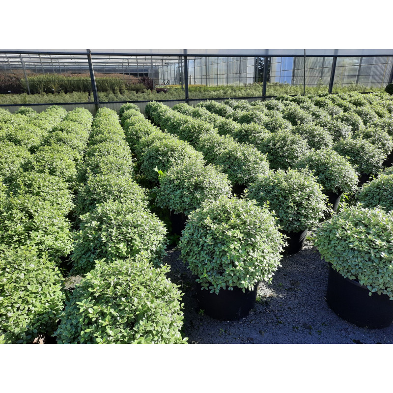 pittosporum silver ball boule 60/70 cm - pot de 25 litres