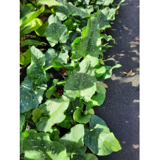 colocasia white Lava