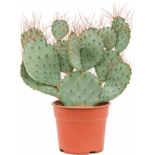 cactus raquette - opuntia
