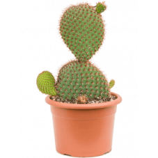 cactus raquette pycnacantha...