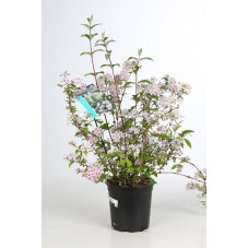 deutzia mont rose en pot de 3 litres