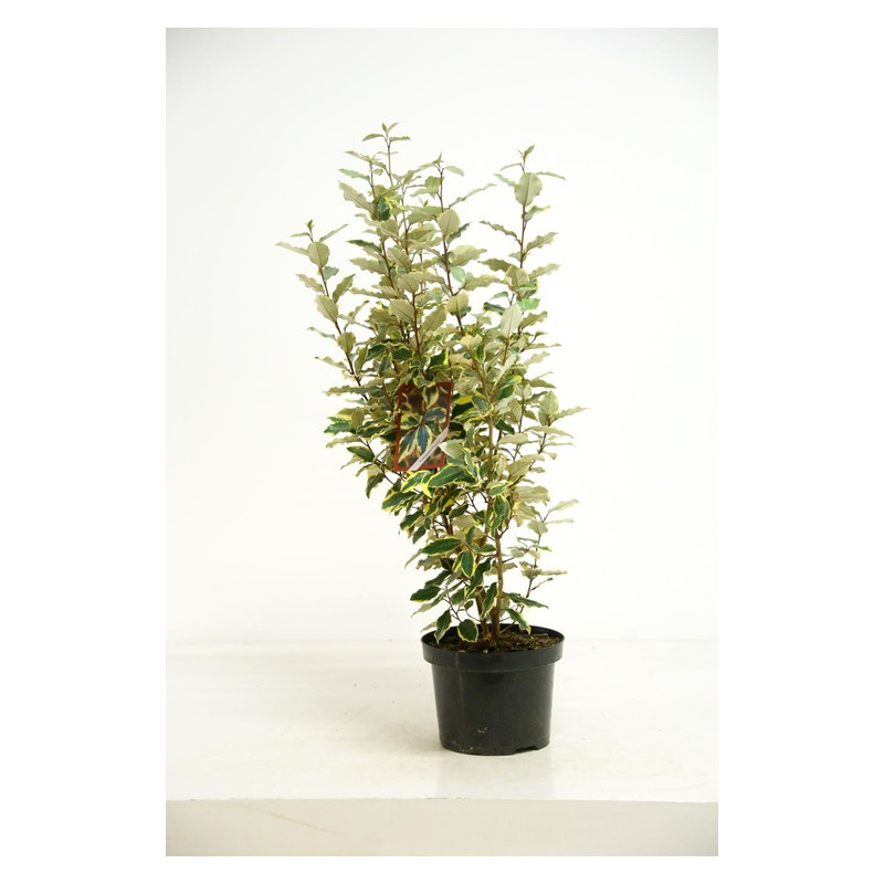 chalef viveleg 60/80 cm - pot de 5 litres