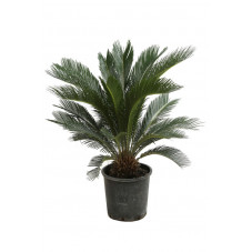 cycas du Japon 70/80 cm - pot de 18 litres