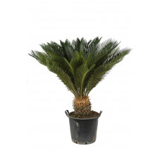 cycas revoluta stipe 20 cm - 110/120 cm - pot de 30 litres