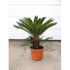 cycas revoluta stipe 30 cm - 110/120 cm - pot de 35 litres