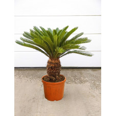 cycas revoluta stipe 40 cm - 120 cm - pot de 55 litres