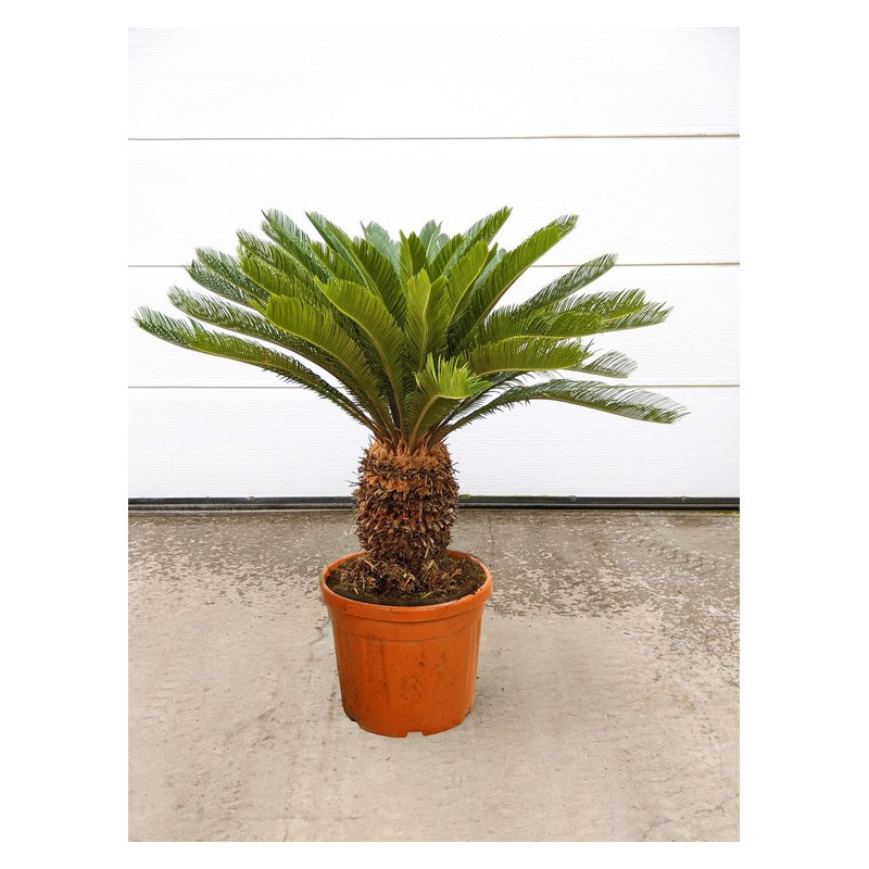 cycas revoluta stipe 40 cm - 120 cm - pot de 55 litres