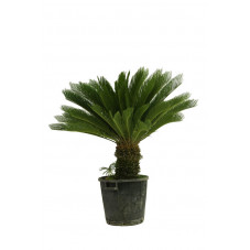 cycas revoluta stipe 50 cm - 140/150 cm - pot de 110 litres