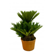 cycas revoluta multi-troncs 120 cm - pot de 110 litres