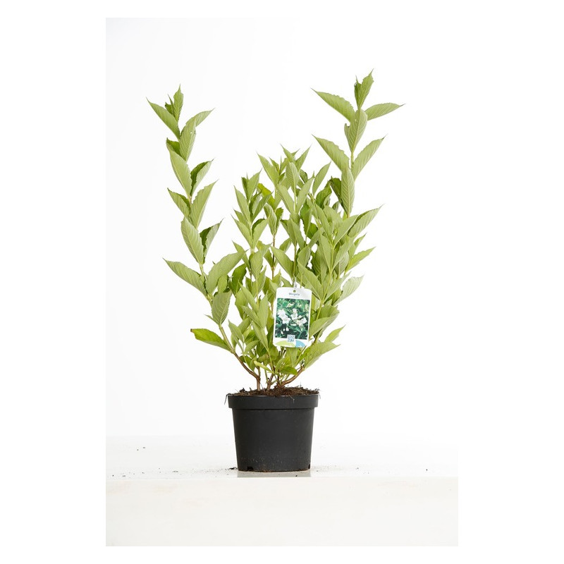 wégélia snowflake pot de 3 litres wégélia snowflake pot de 3 litres