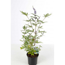 arbre au poivre - vitex agnus - pot de 3 litres