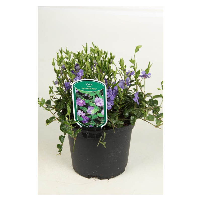 pervenche flore pleno pot de 2 litres pervenche flore pleno pot de 2 litres