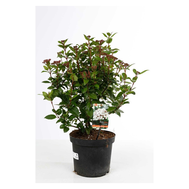 vibirnum tinus ladybird pot de  7.5 litres - 40 cm