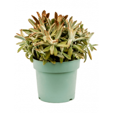 kalanchoe tomentosa chocolate - 30 cm