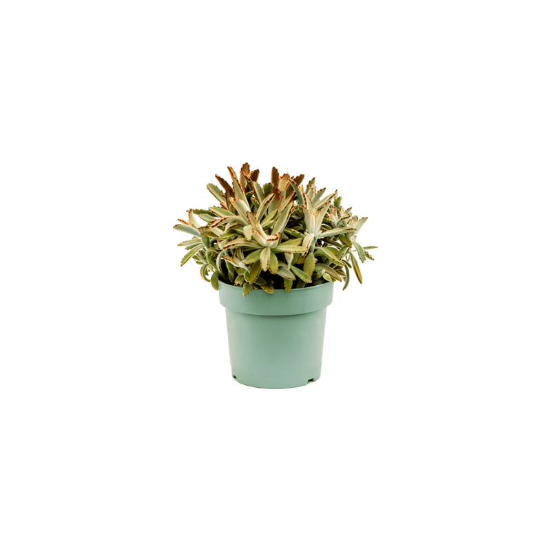 kalanchoe tomentosa chocolate - 30 cm