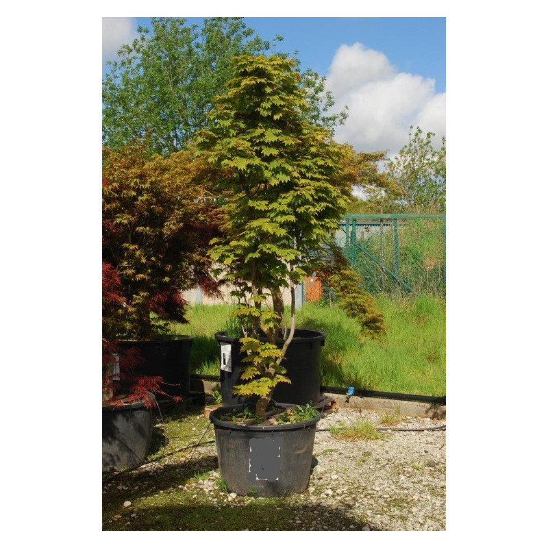 érable du Japon vitifolium 250/300 cm en cépée pot de 230 litres - gros sujet érable du Japon vitifolium 250/300 cm en cépée pot de 230 litres - gros sujet