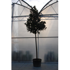 magnolia grandiflora 25/30 cm - pot de 230 litres