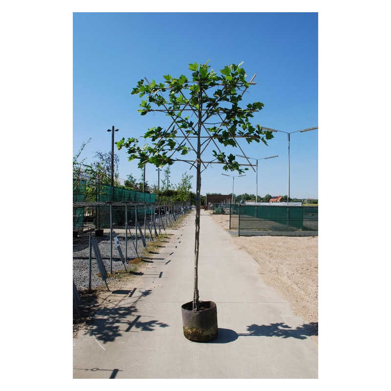 platane tige en espalier circonférence 10/+ cm - en pot - hauteur 300/320 cm platane tige en espalier circonférence 10/+ cm - en pot - hauteur 300/320 cm
