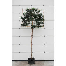 laurier du Portugal tige espalier circonférence 10/+ cm - en pot - hauteur 300/320 cm