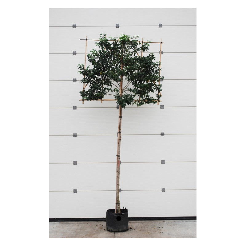 laurier du Portugal tige espalier circonférence 10/+ cm - en pot - hauteur 300/320 cm