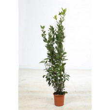 laurier sauce buisson 100/125 cm - pot de 3 litres