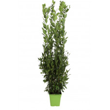 laurier sauce buisson 165/180 cm - pot carré de 12 litres