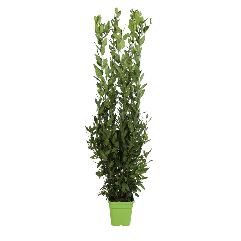 laurier sauce buisson 165/180 cm - pot carré de 12 litres