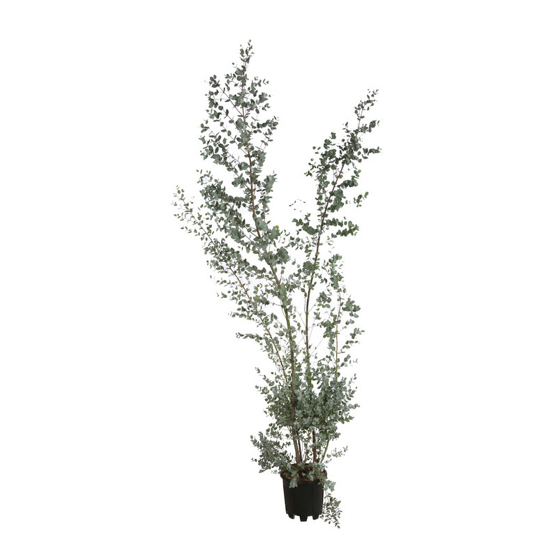 eucalyptus cépée 200/220 cm - pot de 10 litres eucalyptus cépée 200/220 cm - pot de 10 litres