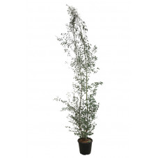 eucalyptus cépée 250/270 cm - pot de 18 litres