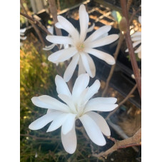 fleur du magnolia stellata