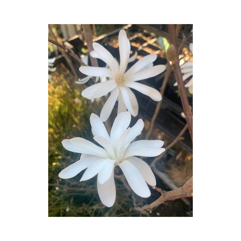 fleur du magnolia stellata