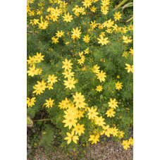 coreopsis verticillata...