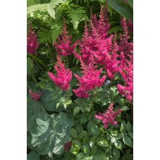 astilbe arendsii - lot de 3...