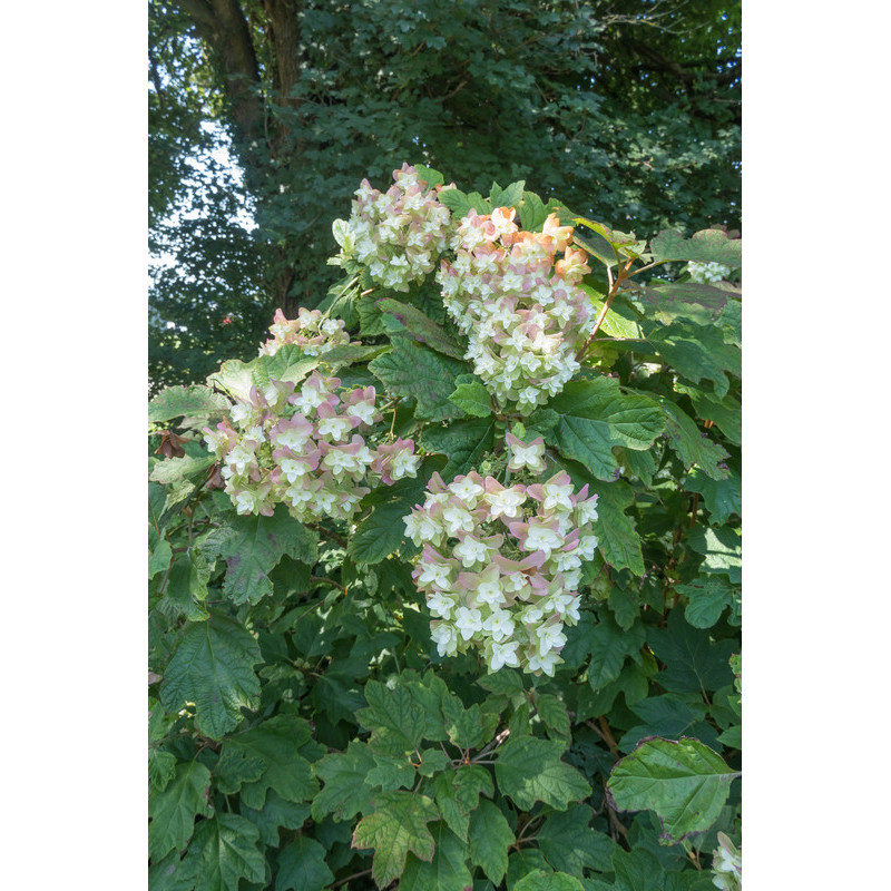 HORTENSIA QUERCIFOLIA à fleurs blanches.