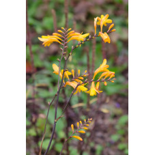 crocosmia colombus