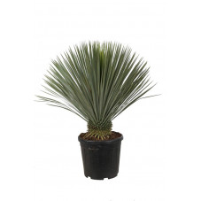 Yucca rostrata - tronc