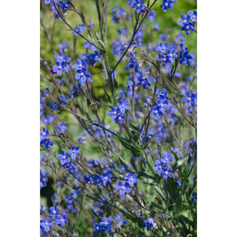 anchusa azurea - buglosse d'Italie