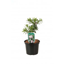 bois joli - daphne transatlantica pot de 3 litres 30cm