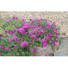 delosperma cooperi - pourpier vivace