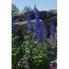 delphinium - pied d'alouette dark blue