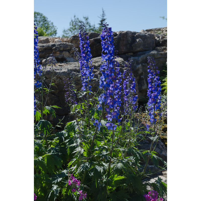 delphinium - pied d'alouette dark blue