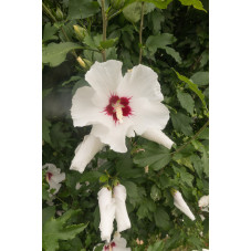 hibiscus - althea