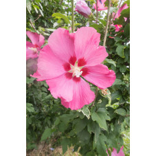 hibiscus woodbridge