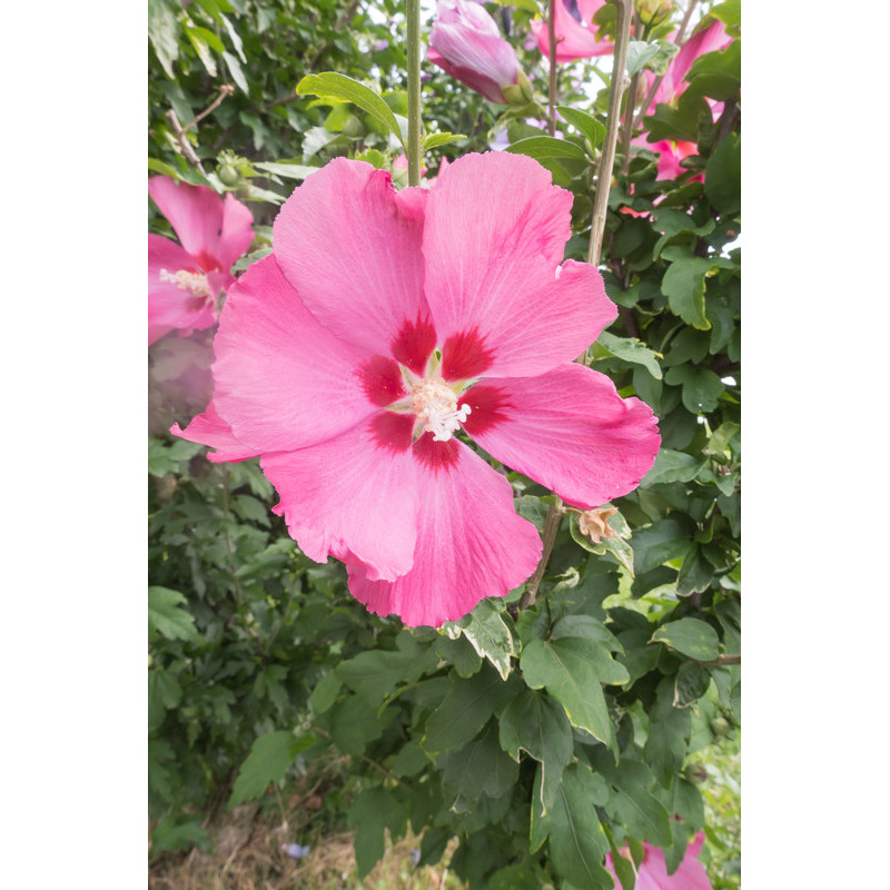 hibiscus woodbridge