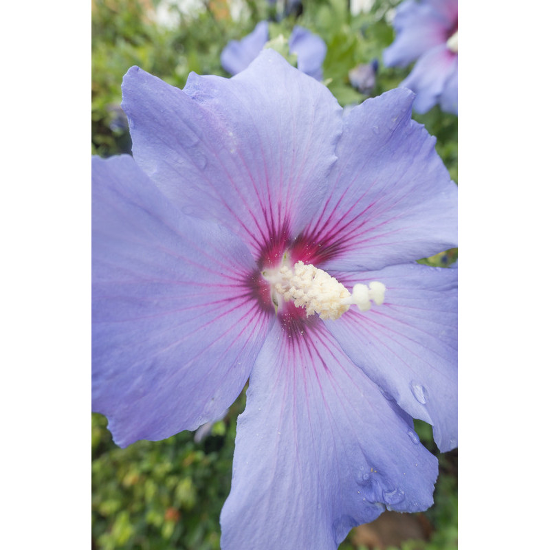 Hibiscus ou althéa (Hibiscus syriacus) : plante, taille, entretien, arrosage