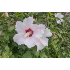 hibiscus syriacus red heart
