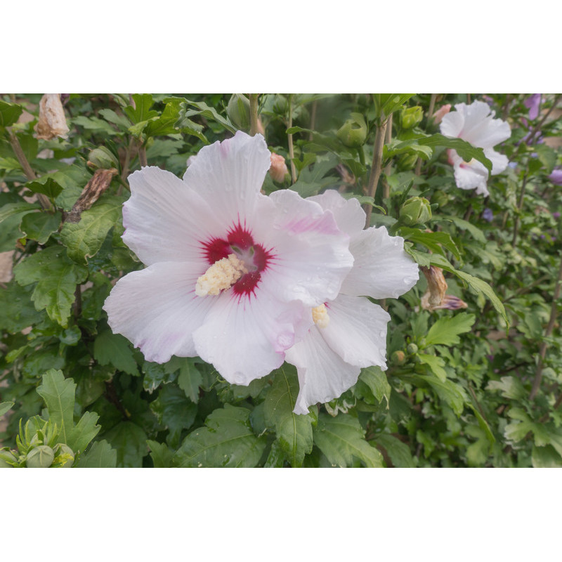 Hibiscus ou althéa (Hibiscus syriacus) : plante, taille, entretien, arrosage