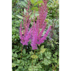 astilbe chenensis pumila