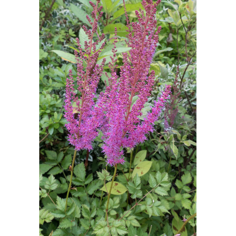 astilbe chenensis pumila