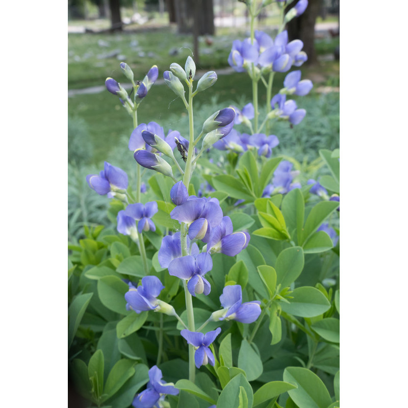 lupin indigo - baptisia lupin indigo - baptisia